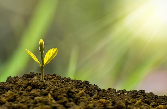 nature_design-investment-5241253_640