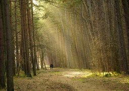 nowaja-trees-7703491_640
