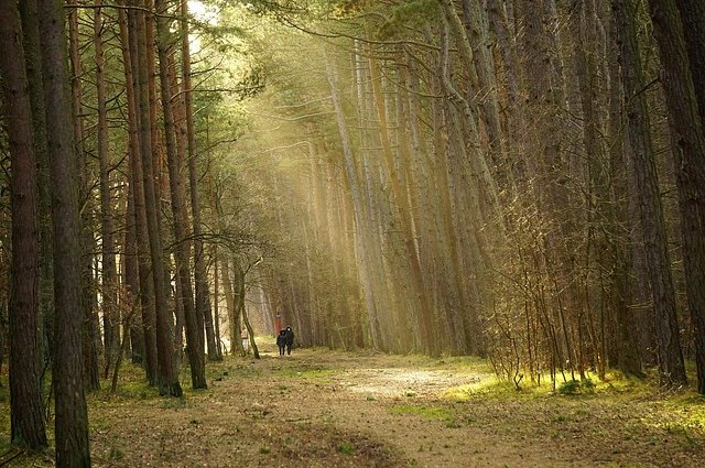 nowaja-trees-7703491_640