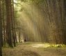 nowaja-trees-7703491_640