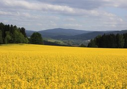 oilseed-rape-1455311_640