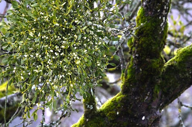 onkelglocke-mistletoe-7264573_640