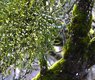 onkelglocke-mistletoe-7264573_640