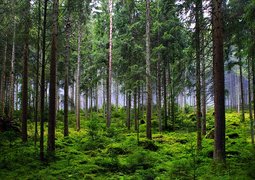 oyso-forest-6874717_640