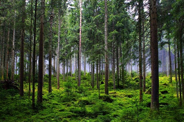 oyso-forest-6874717_640