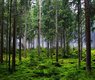 oyso-forest-6874717_640