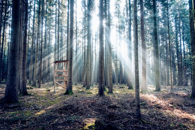 pascal-debrunner-PZoMDIOKPPQ-unsplash