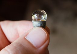 pavlofox-bulb-1634488_640