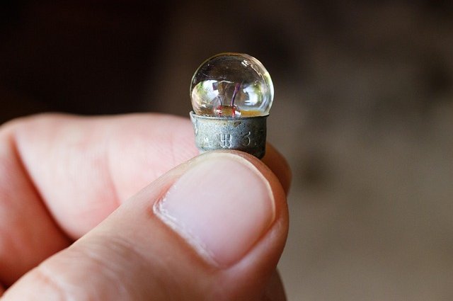 pavlofox-bulb-1634488_640