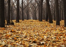 pexels-autumn-1869426_640