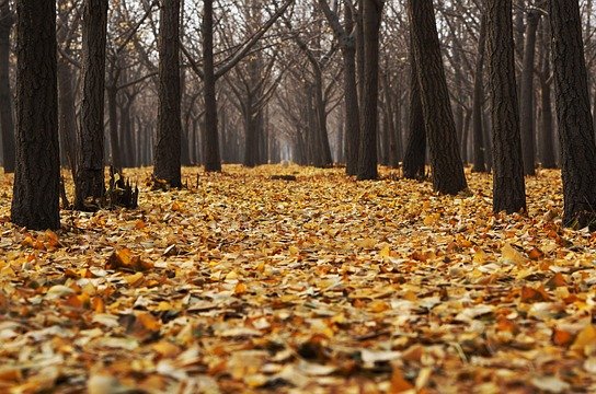 pexels-autumn-1869426_640