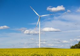 plbryk-rapeseed-4524007_640