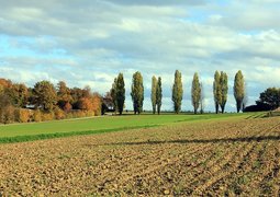 poplars-202589_640