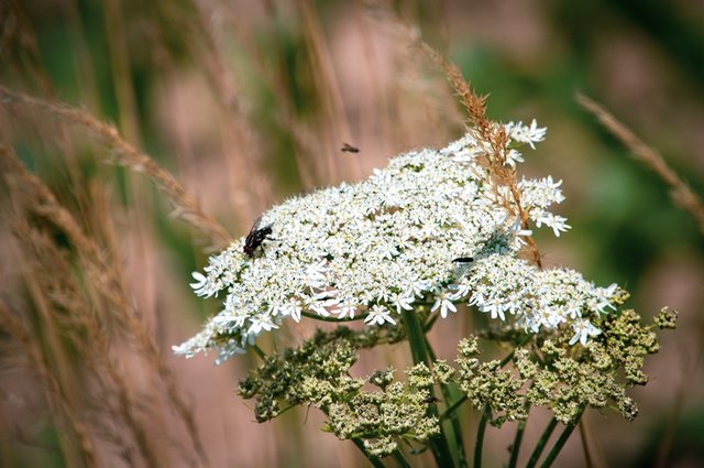 reuzenberenklauw-heracleum-mantegaz