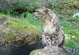 snow-leopard-9542270_640