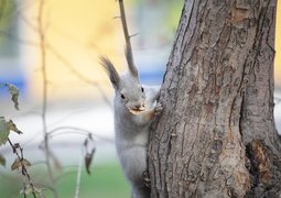 squirrel-2253477_640