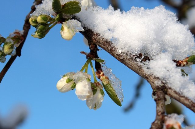 stockvault-frost-on-plum-tree217040