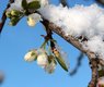 stockvault-frost-on-plum-tree217040