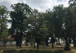 stromy_v_obci.JPG