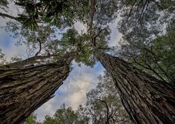 terrianneallen-trees-4356462_640