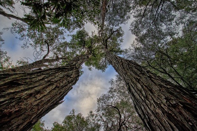 terrianneallen-trees-4356462_640