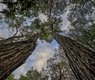 terrianneallen-trees-4356462_640