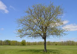 tookapic-tree-932229_640