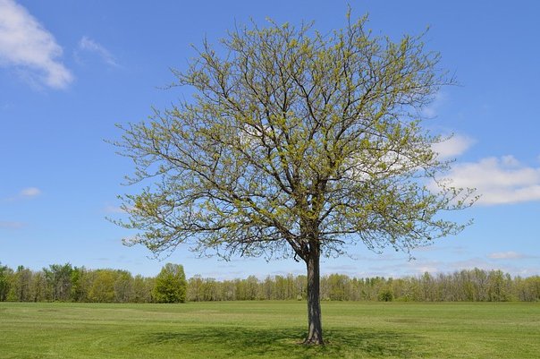 tookapic-tree-932229_640
