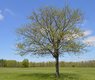 tookapic-tree-932229_640