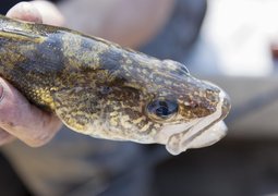 tracia-jack-fish-3562054_640