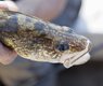 tracia-jack-fish-3562054_640