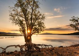 tree-8290838_640 (1)