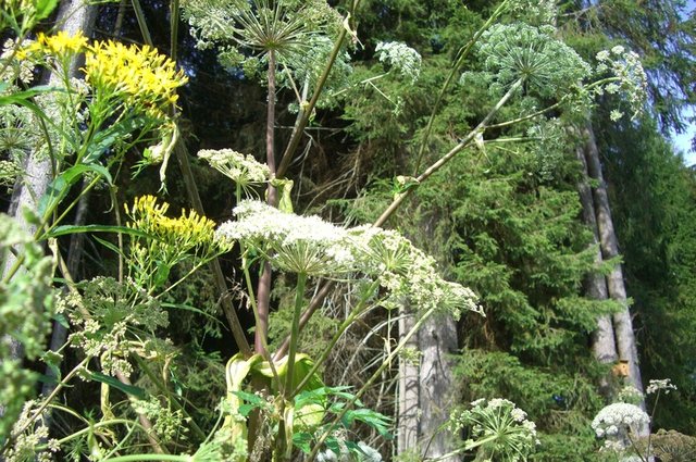 tree-blossom-plant-sky-white-flower-1111056-pxhere.com