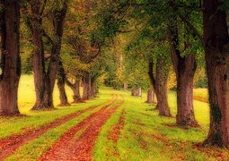 tree-lined-path-3163913_640