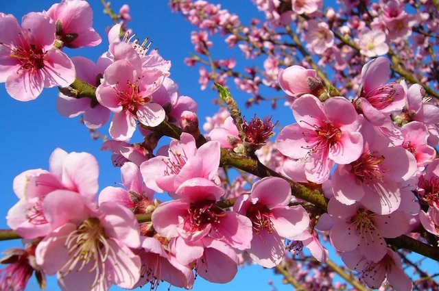 tree-nature-branch-blossom-plant-fruit-1204542-pxhere.com