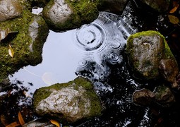 tree-water-nature-rock-rain-leaf-705963-pxhere.com