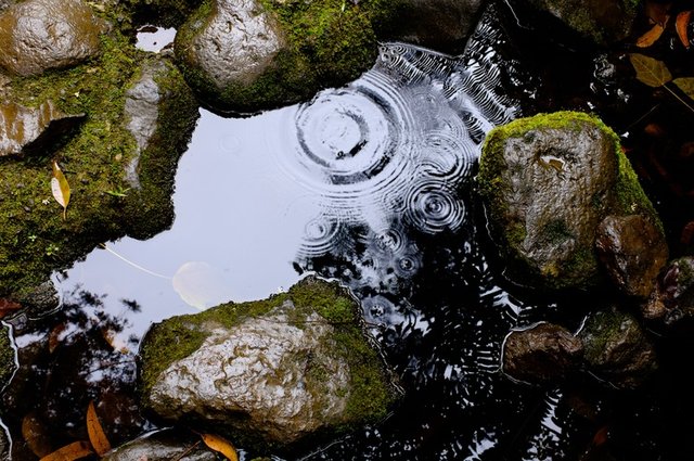 tree-water-nature-rock-rain-leaf-705963-pxhere.com