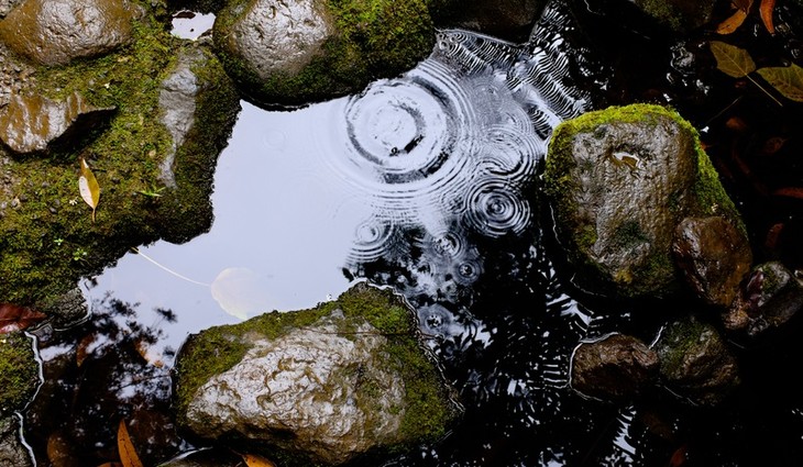 tree-water-nature-rock-rain-leaf-705963-pxhere.com