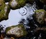 tree-water-nature-rock-rain-leaf-705963-pxhere.com