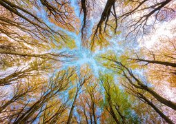 trees-5605176_640