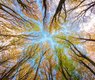 trees-5605176_640