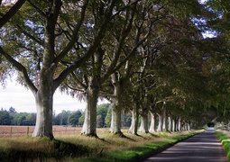 trees-7455191_640