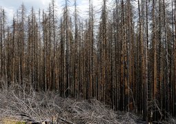ulrich-rueger-bark-beetle-5010036_640
