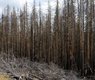 ulrich-rueger-bark-beetle-5010036_640