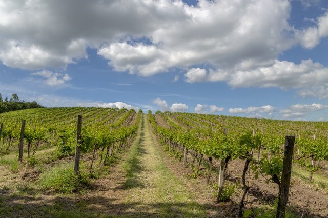 vineyards-1653981406Fmi