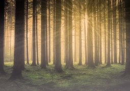walkerssk-forest-2984960_640