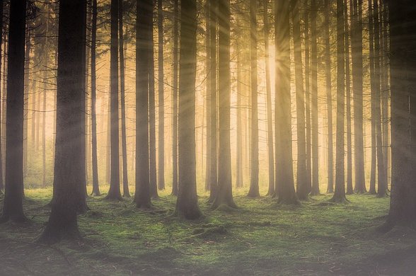 walkerssk-forest-2984960_640