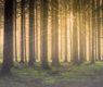 walkerssk-forest-2984960_640