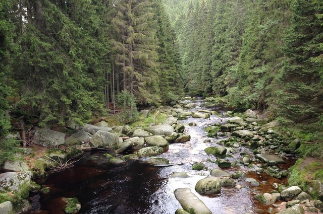 water-nature-forest-creek-wilderness-river-716253-pxhere.com