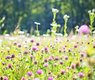 wildflowers-meadow-tall-grass-nature-landscapes-42637c